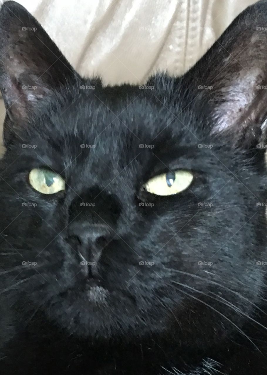 Close up of black cats face, green eyes 😻