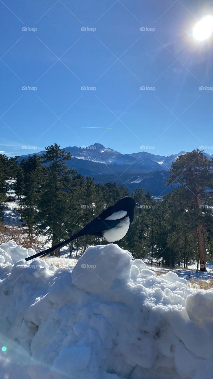 Watching mountain bird 