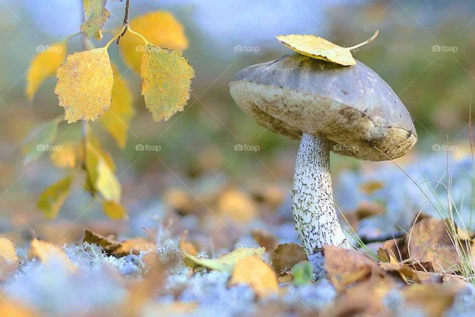 The mushroom stands under the yellow leaves of a birch tree. Autumn came, the foliage took on a colorful outfit.