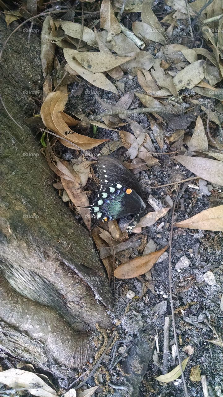 Fallen Butterfly