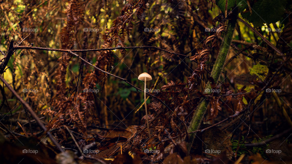 A little mushroom growing in the midst of a decaying forest floor. He really does stand tall.