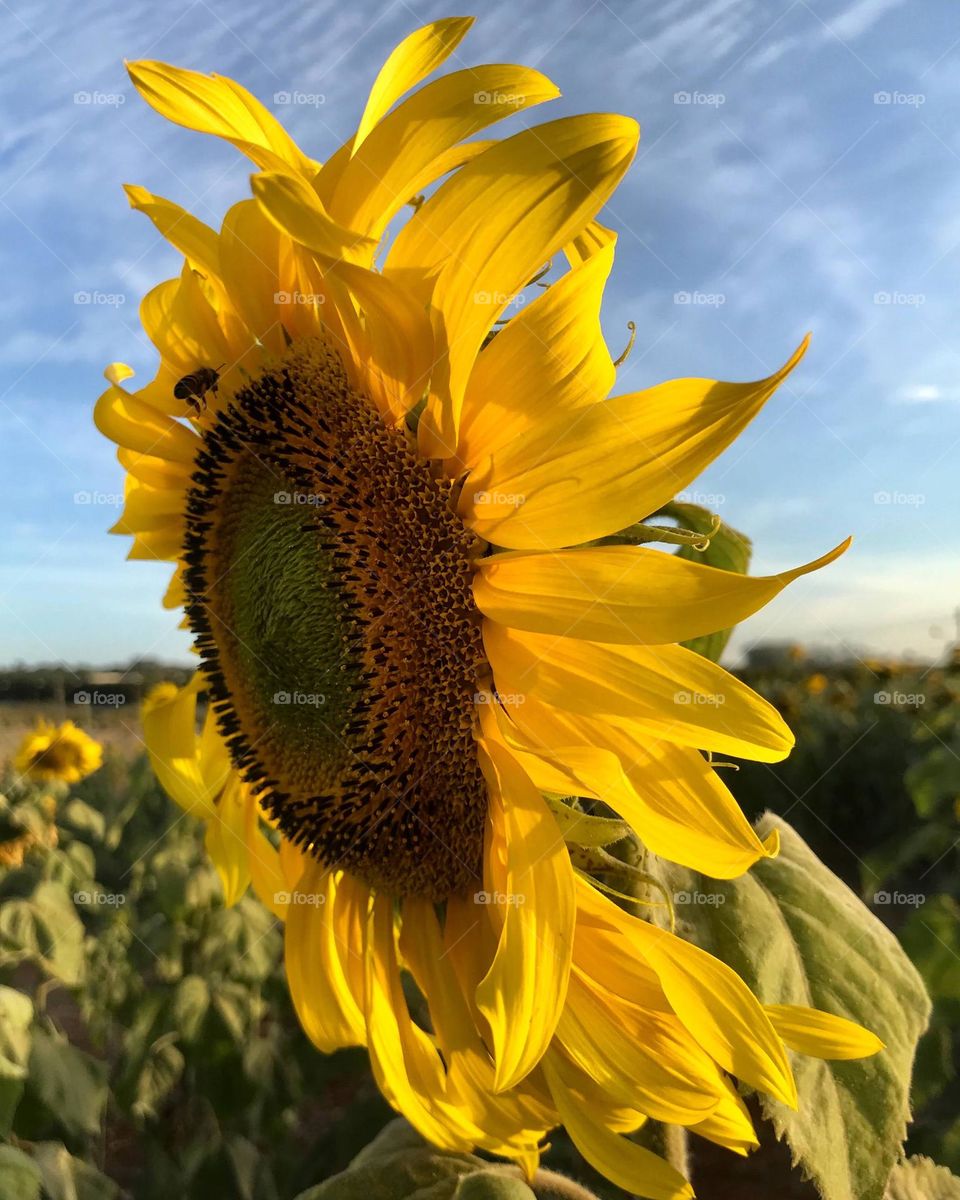 Big highlighted sunflower 