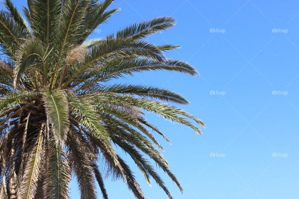 sky blue summer palm by ravanti