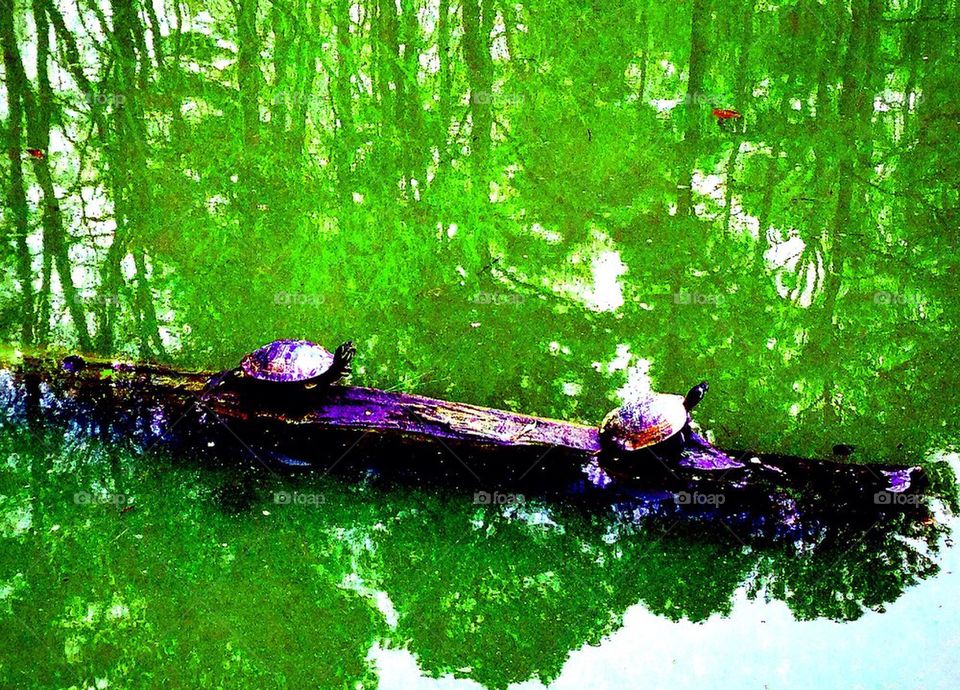Turtles on a log