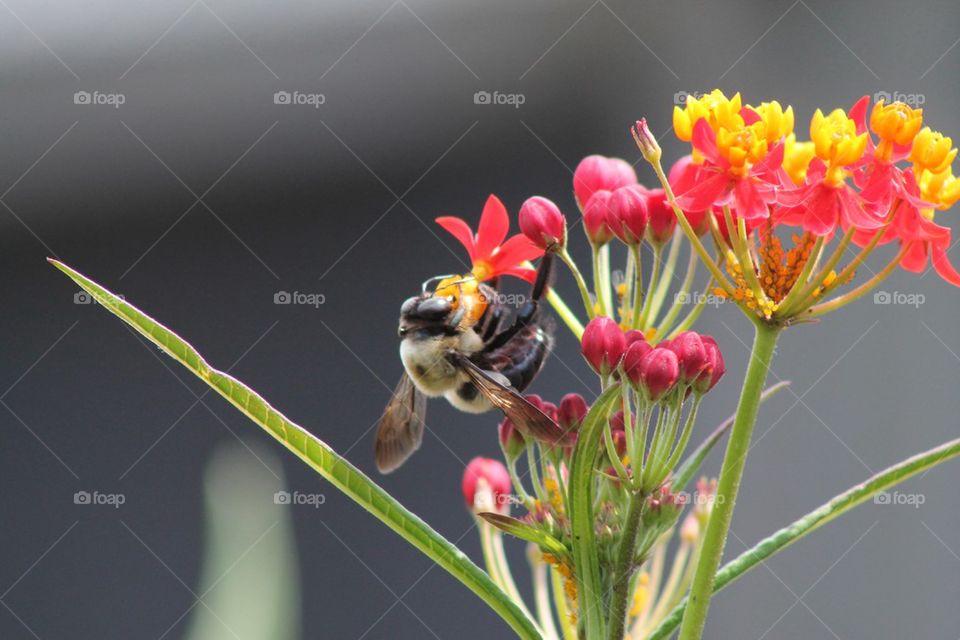 Bee on flower