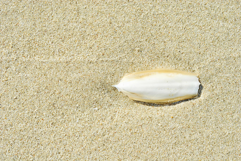 Cuttlefish bone on the beach sand