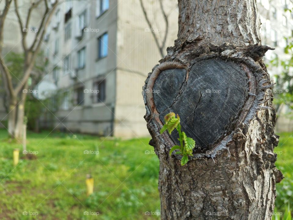 From the heart of a tree, new life arrives