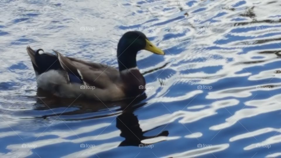 mallard drake