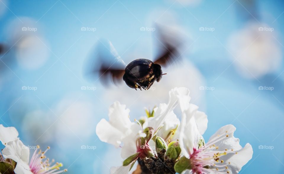 flying huge bee