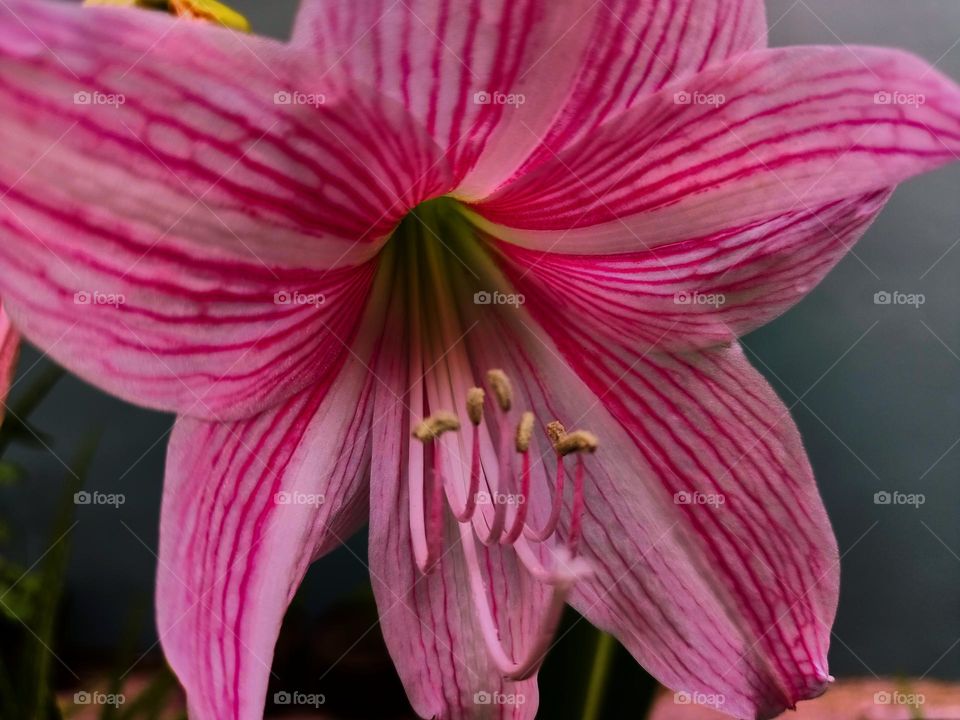 Amaryllis (Hipperastrum johnsonii) flowers are bloonimg in the garden