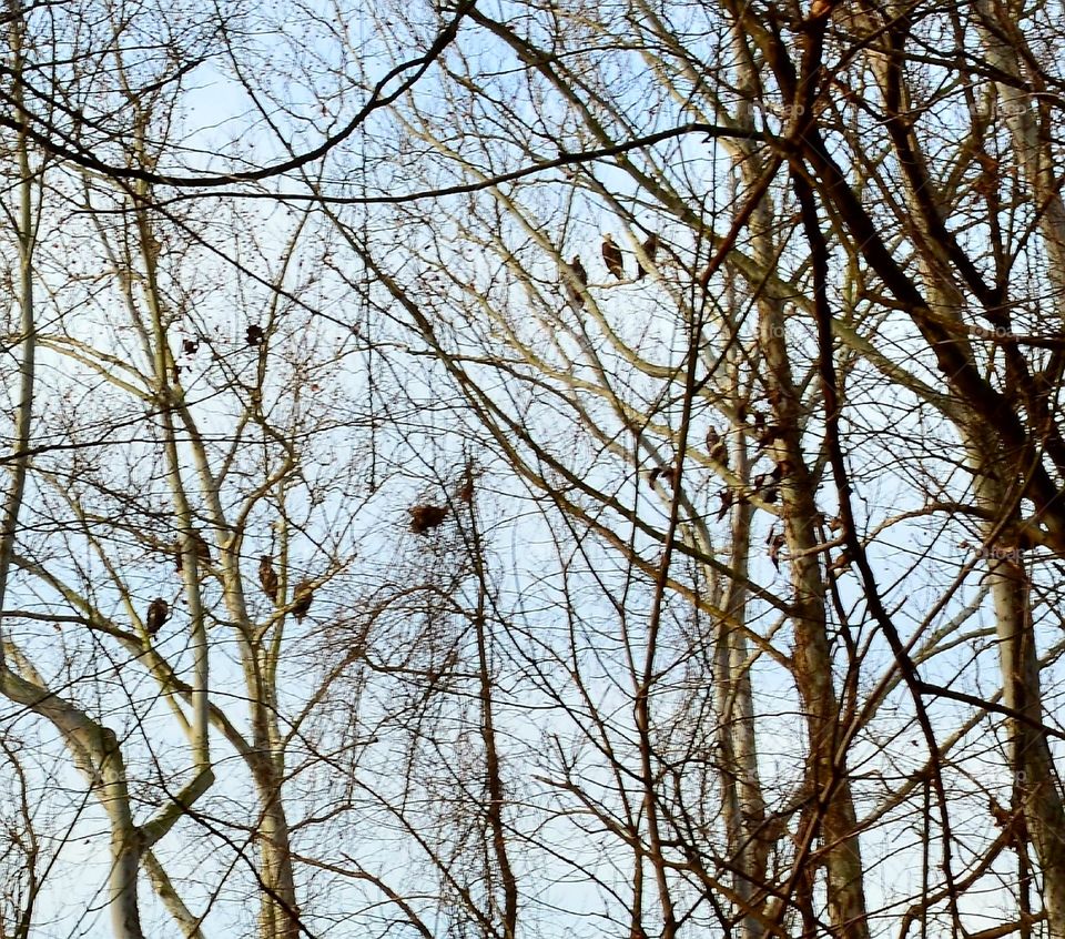 Bald Eagle roost, Bagnel Dam, Lake of the Ozarks