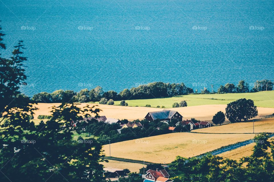 Yellow fields