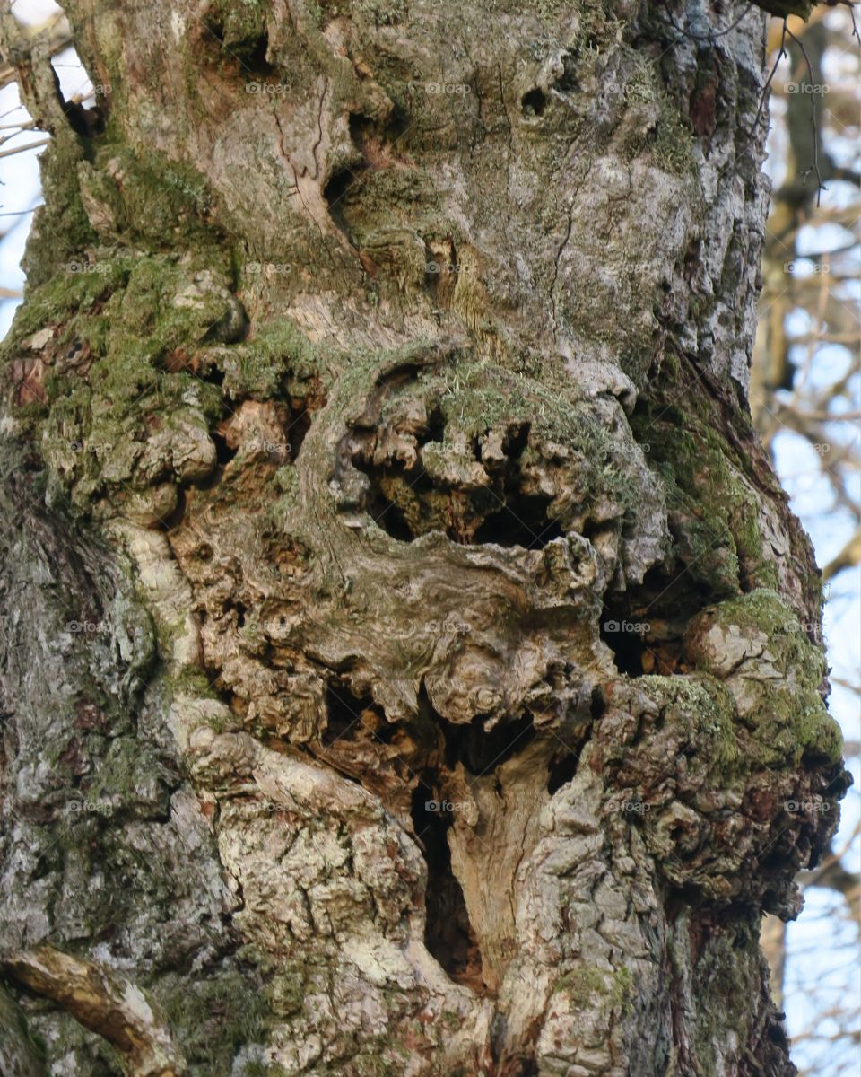 Tree face