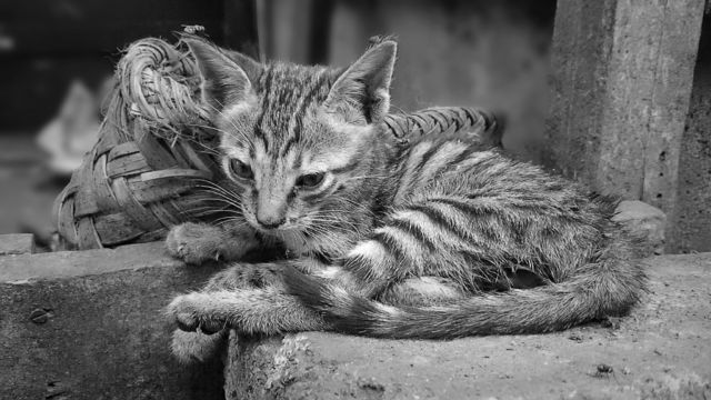 cat