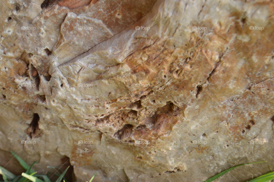 Petrified Crystal Grains 