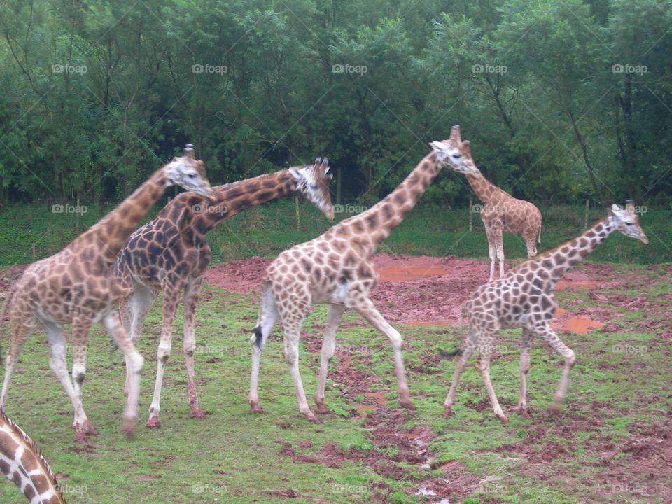 Five giraffes running around in the field