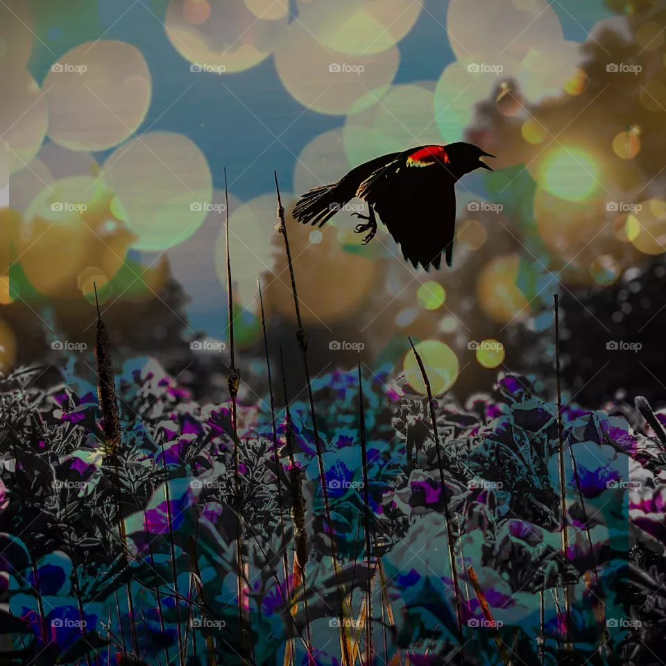 Redwing blackbird magical screensaver
