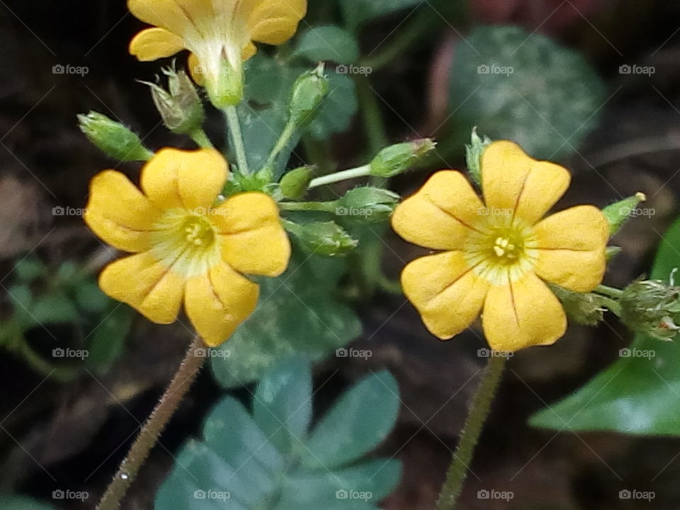 Flowers