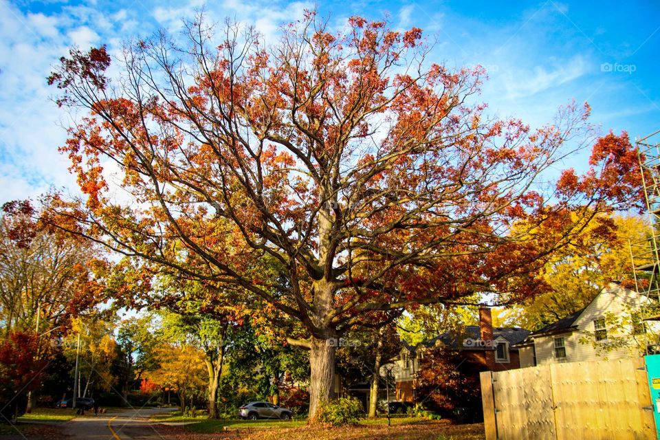 Gorgeous 100 y.o. tree in the city