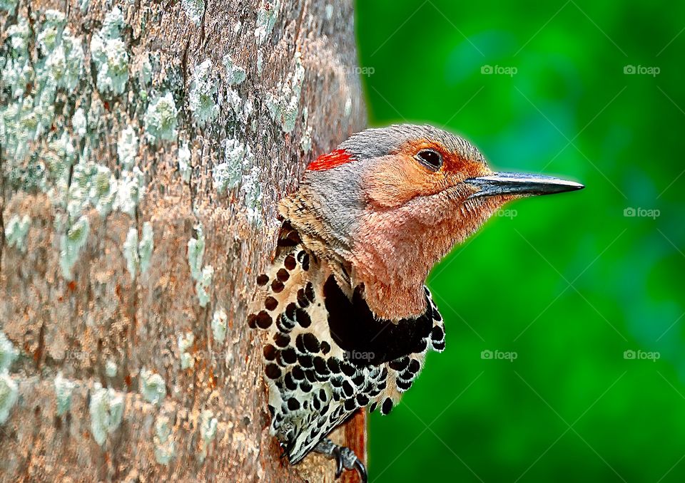 A rather bleary-eyed Northern Flicker emerging from it’s home - a hole in a tree.