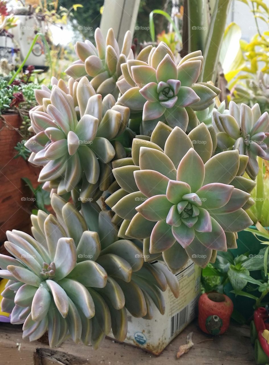 Green garden Green Thumbs and Green life - Succulent