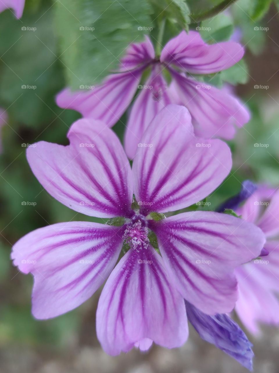 malva silvestre
