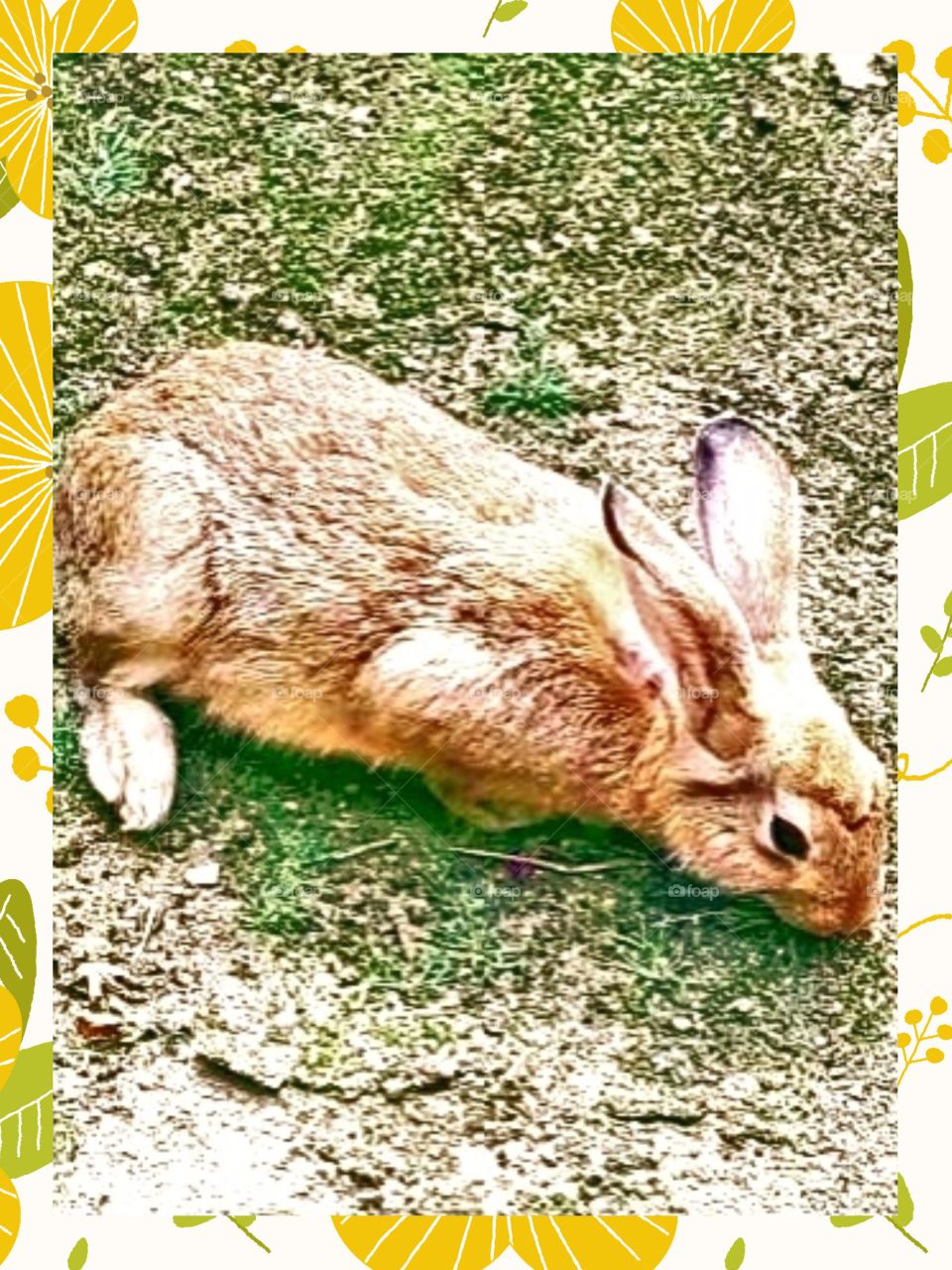 The very cute rabbit that's looking for food.