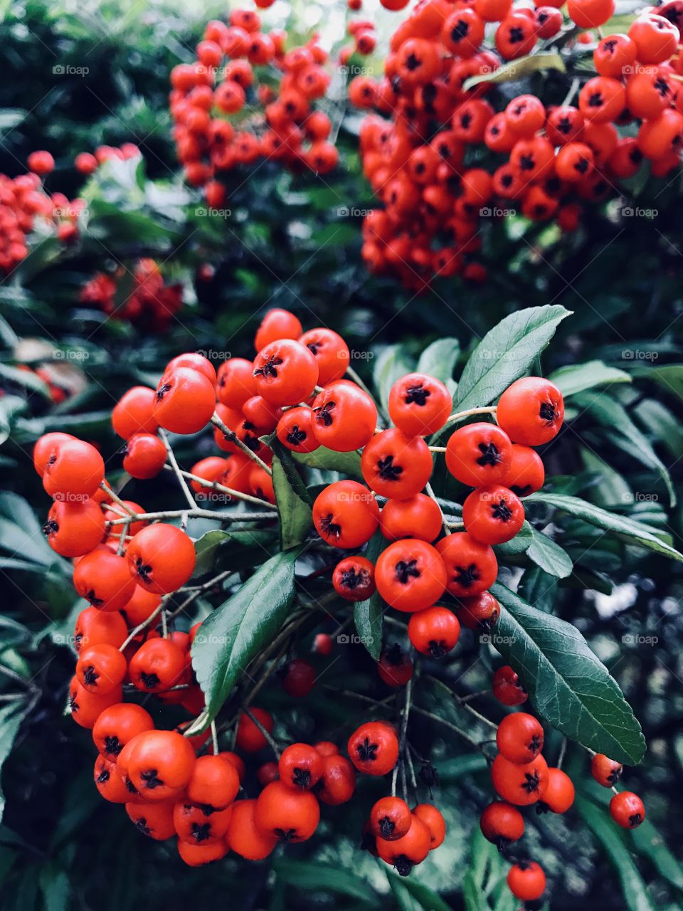 Red berries 