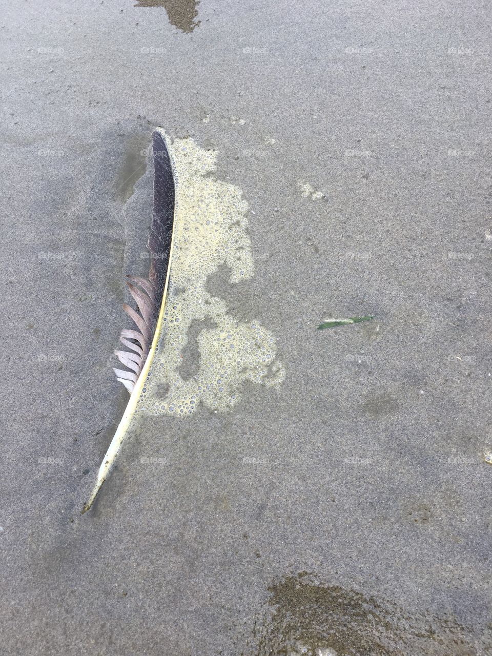 Bald eagle feather on beach 