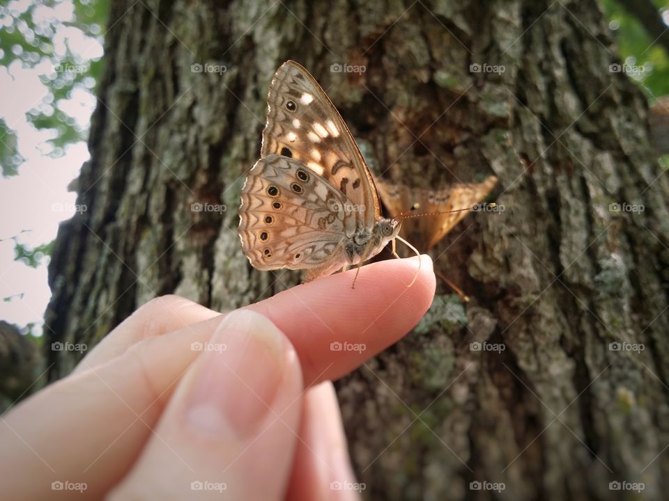 Butterfly on a woman's finger with a tree in the background