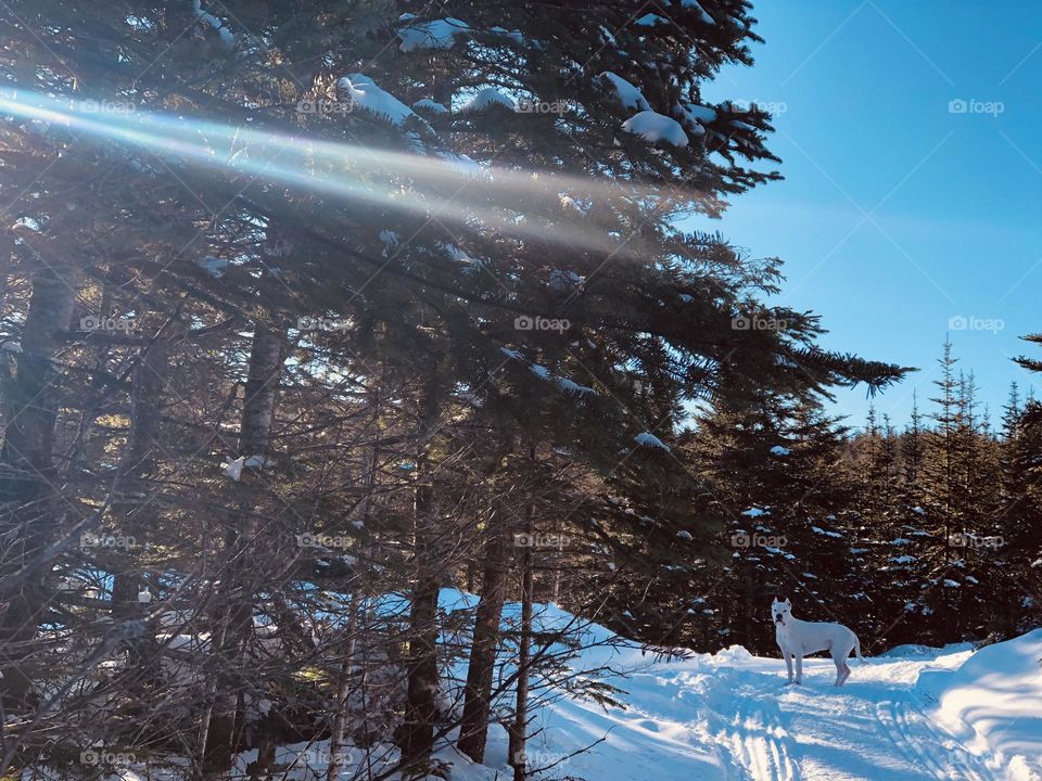 Lucian the Dogo Argentino - the best dog in the world