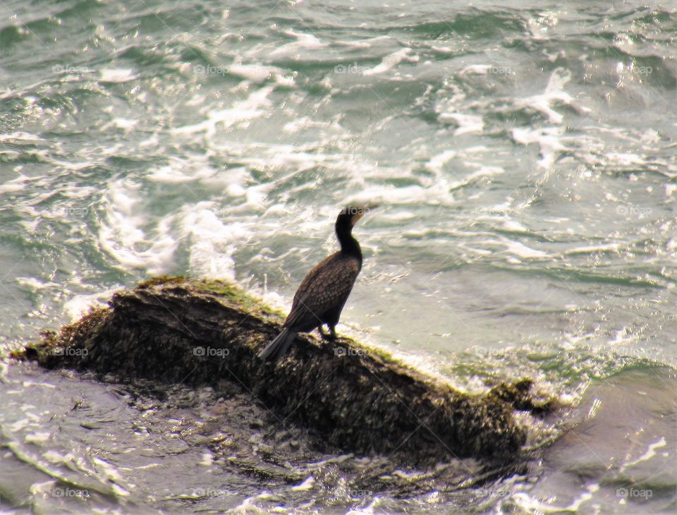 Cormorant