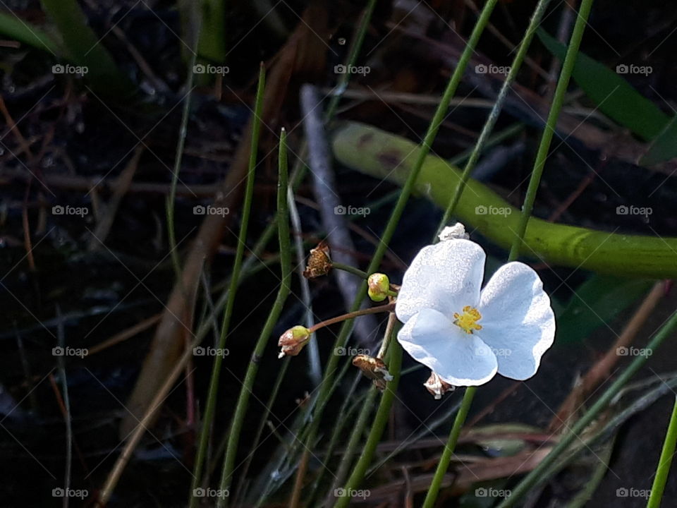 Tiny flower growing in the reeds.