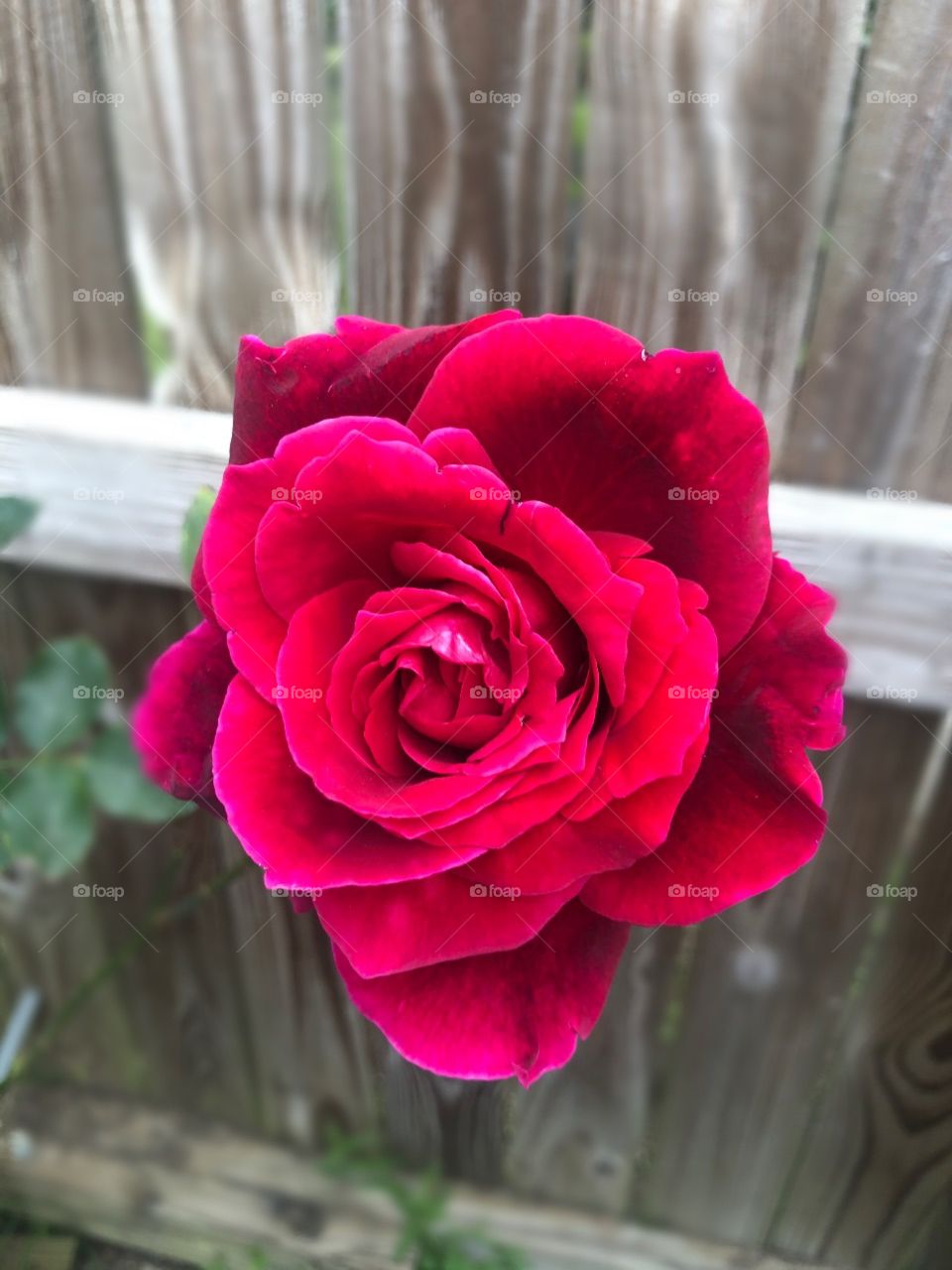 A fabulous red rose