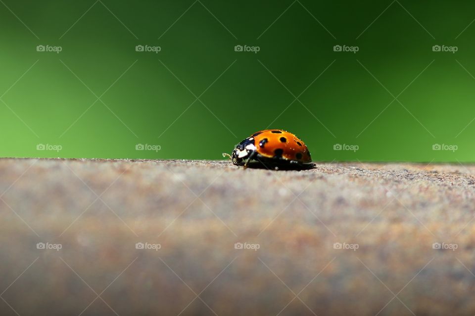 ladybug