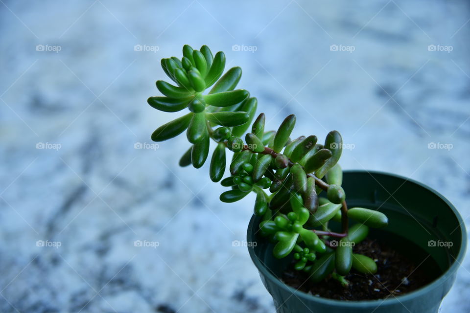 Close-up of jellybean plant