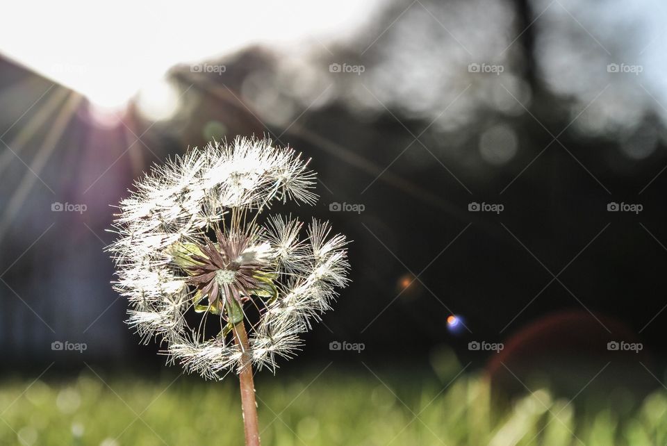 Flower, Nature, Flora, Summer, Dandelion