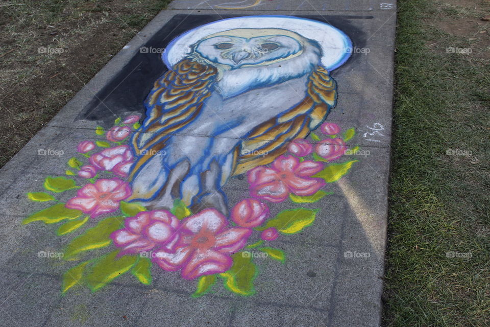 chalk drawing of an owl