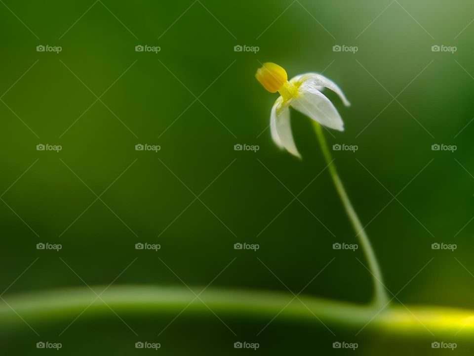 a lonely black nightshade flower