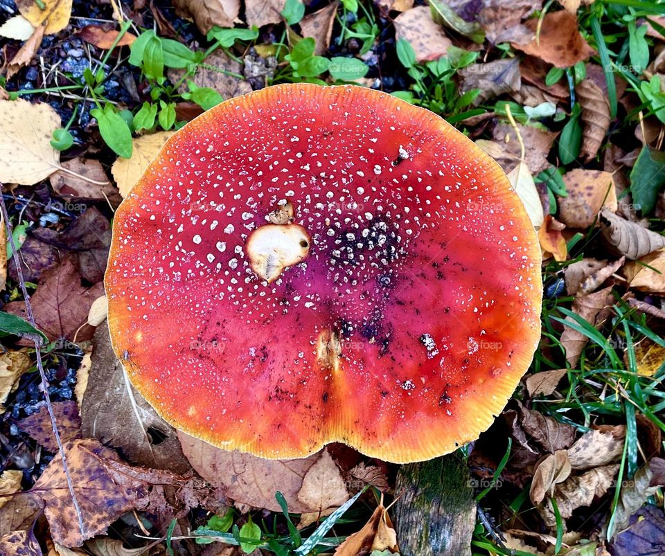 Fly agaric