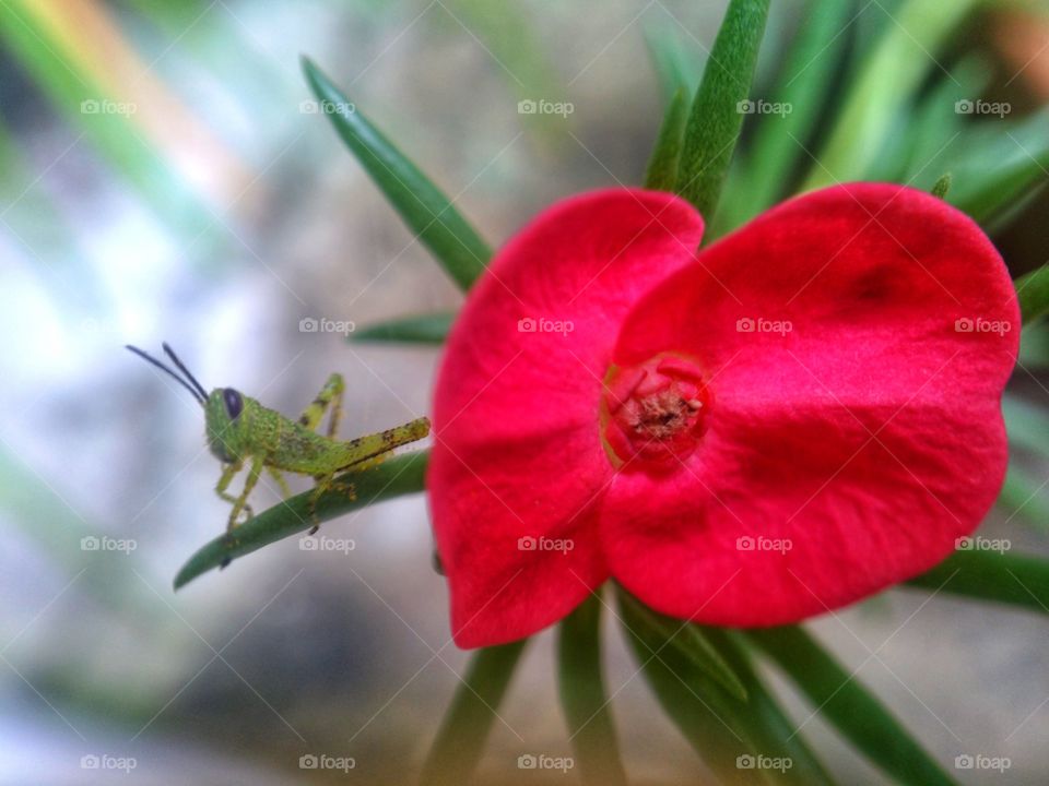 red flowers and grasshoppers