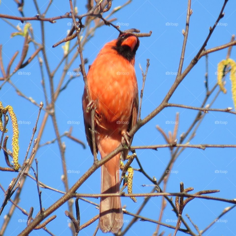 Cardinal