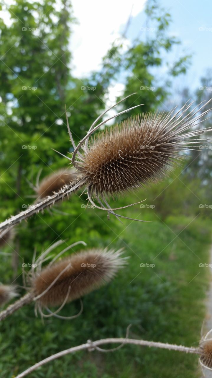 Spikes woods nature 