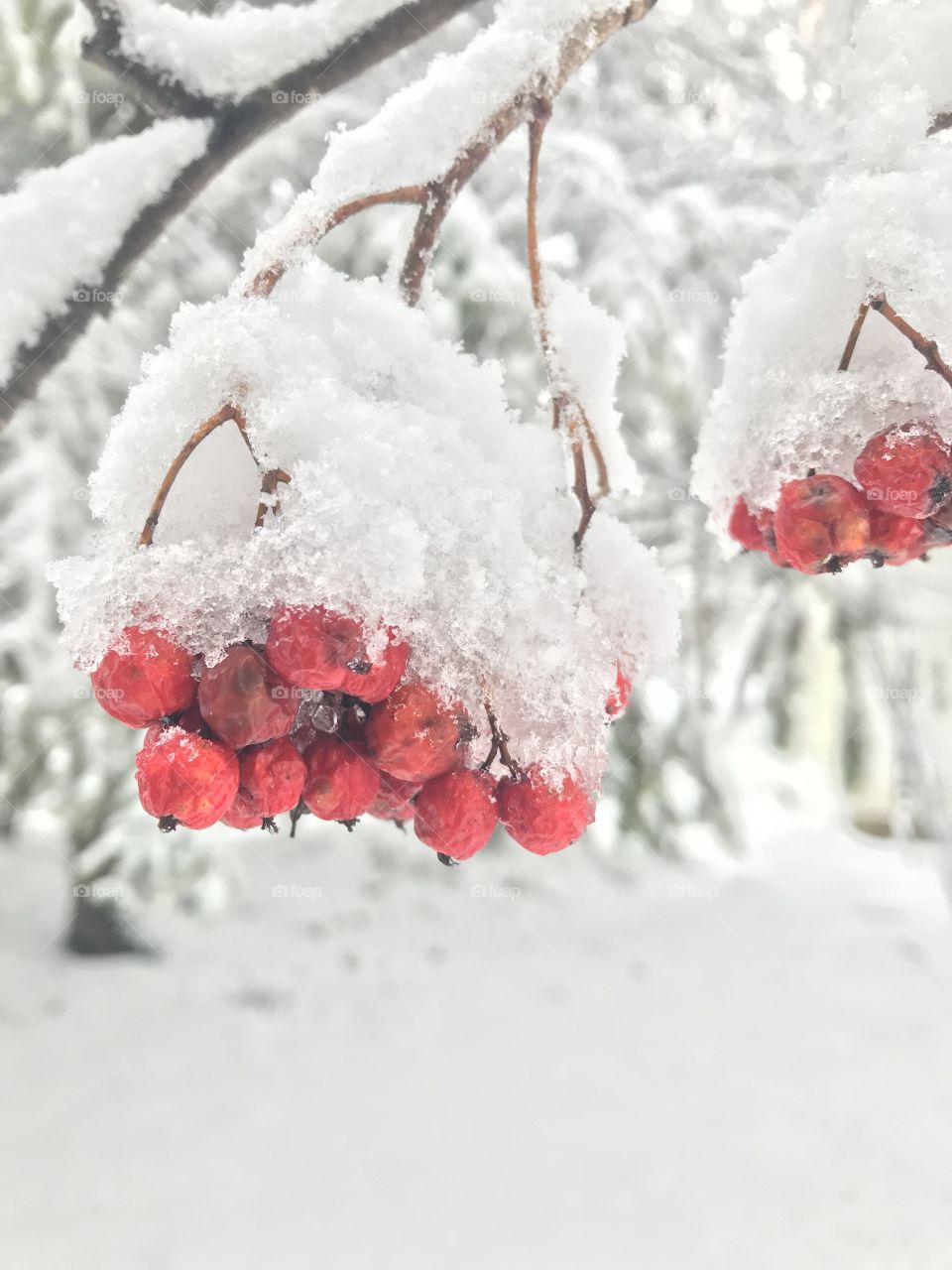 Pretty berries in the snow in Wisconsin 