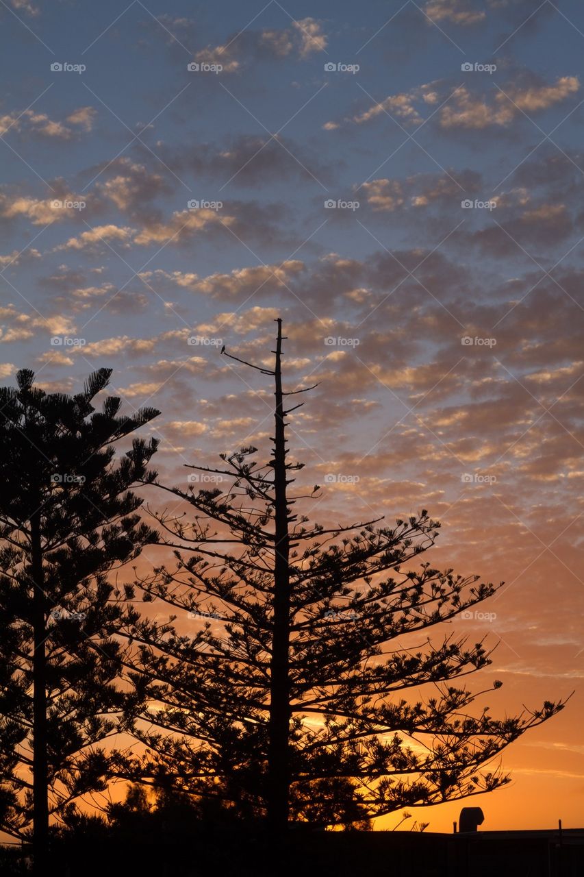 Sunset through the trees