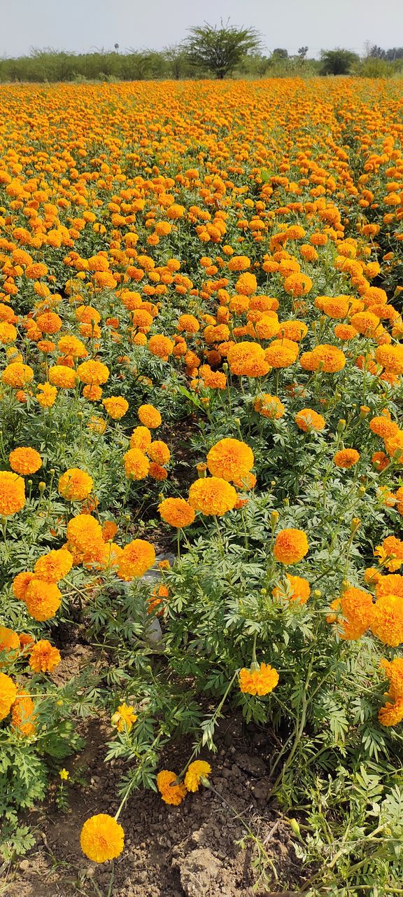 orange marrigold