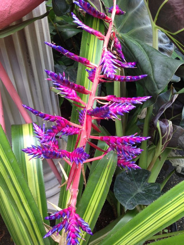 Tropical flower 
