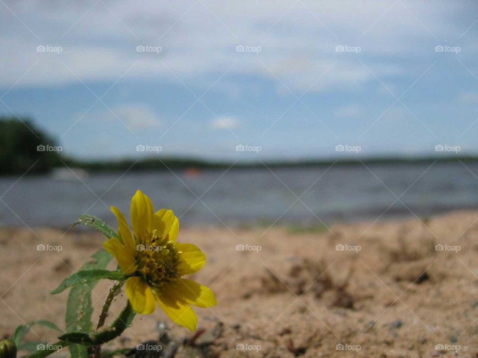 Flower in sand. A yellow flower enjoying the sun by the lake.