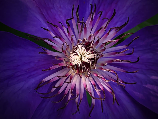 The middle of the Flower