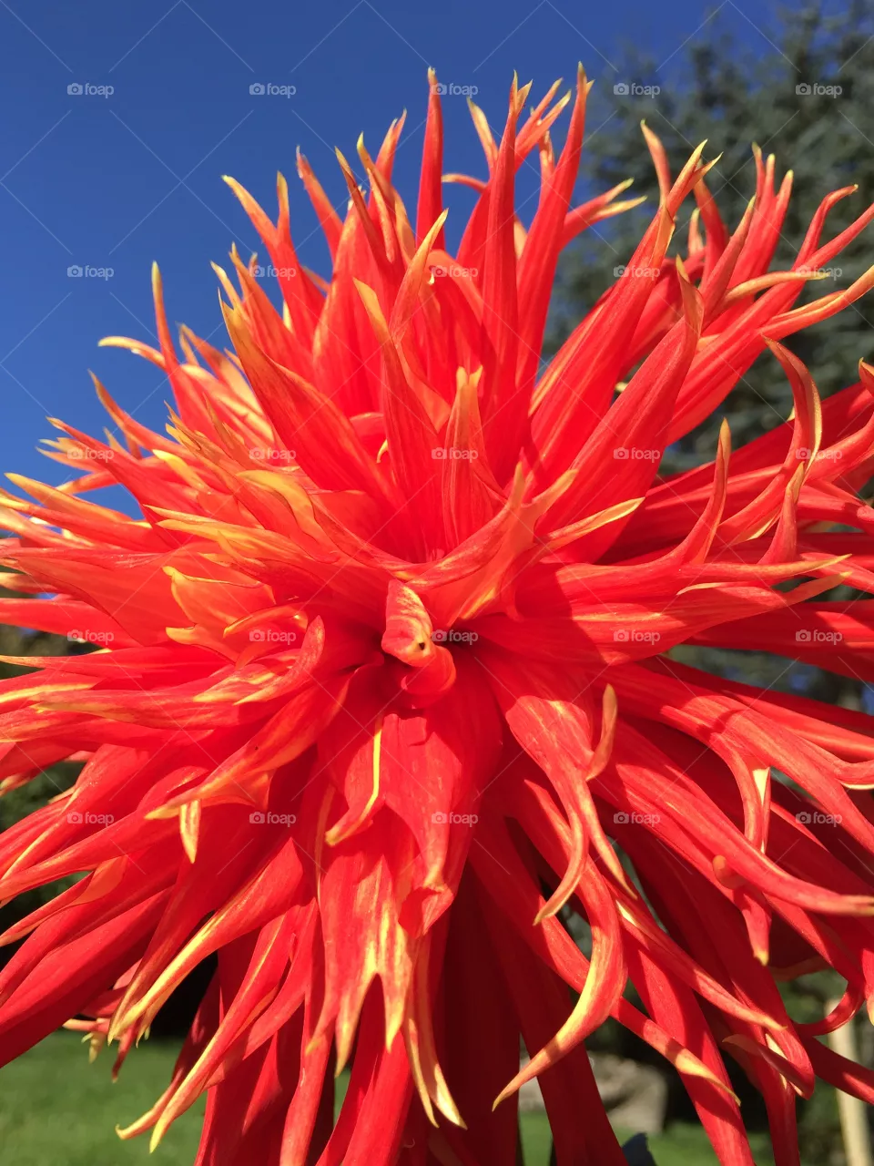 Dahlia 